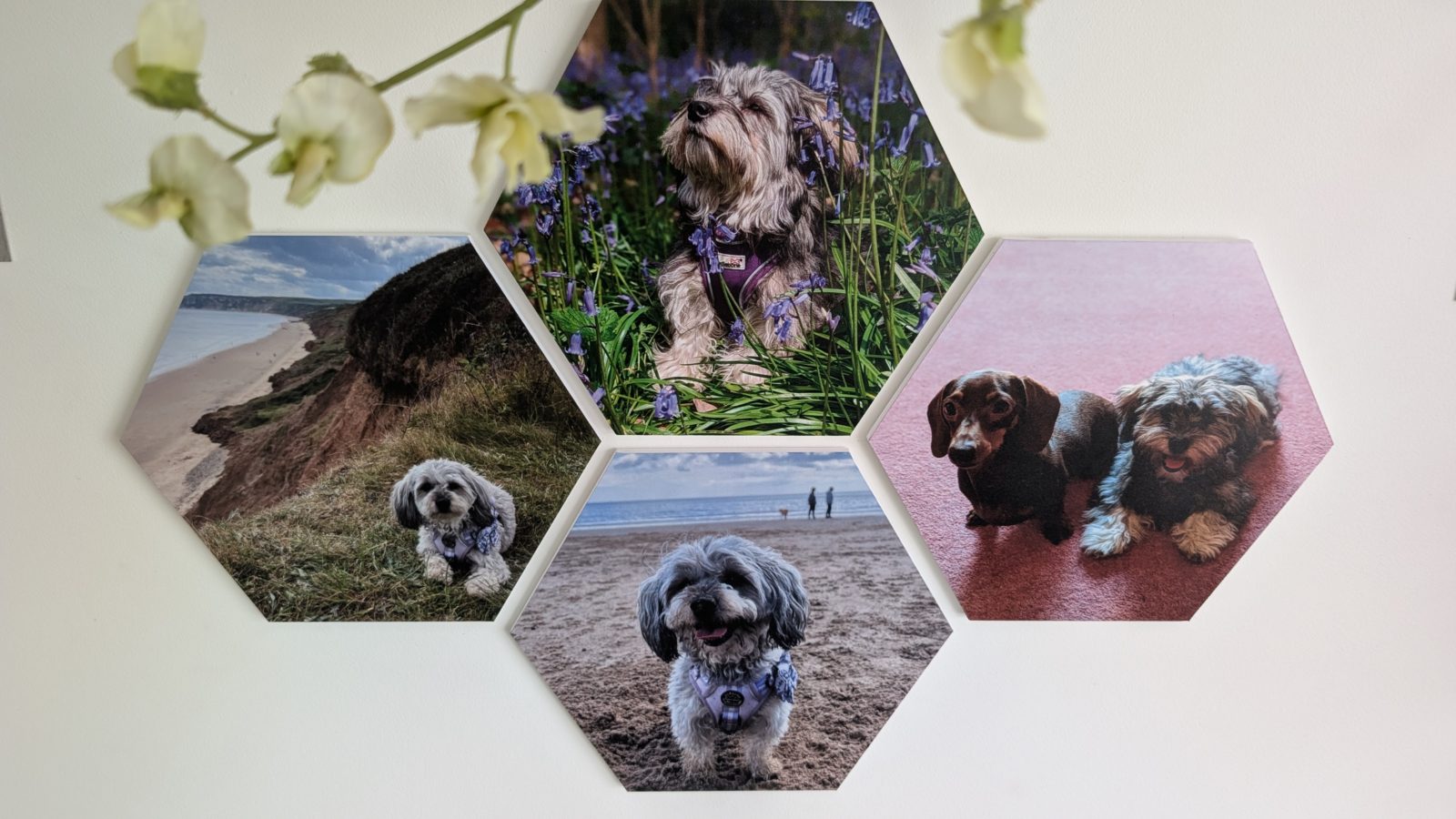 Five hexagonal Facet photo tiles of dogs and coastline arranged in a small cluster on a white wall.