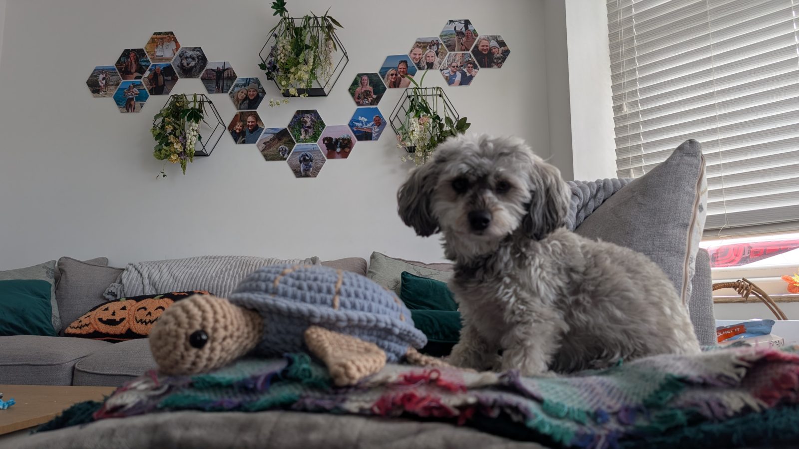 A living room with a wall of hexagonal photo tiles behind a grey sofa, a dog sitting on a pile of blankets in front of it.