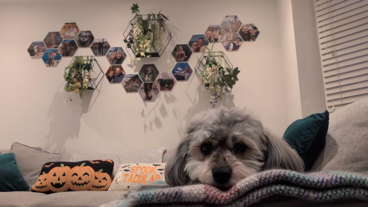 A finished wall of hexagon photo tiles above a sofa, a dog resting in front