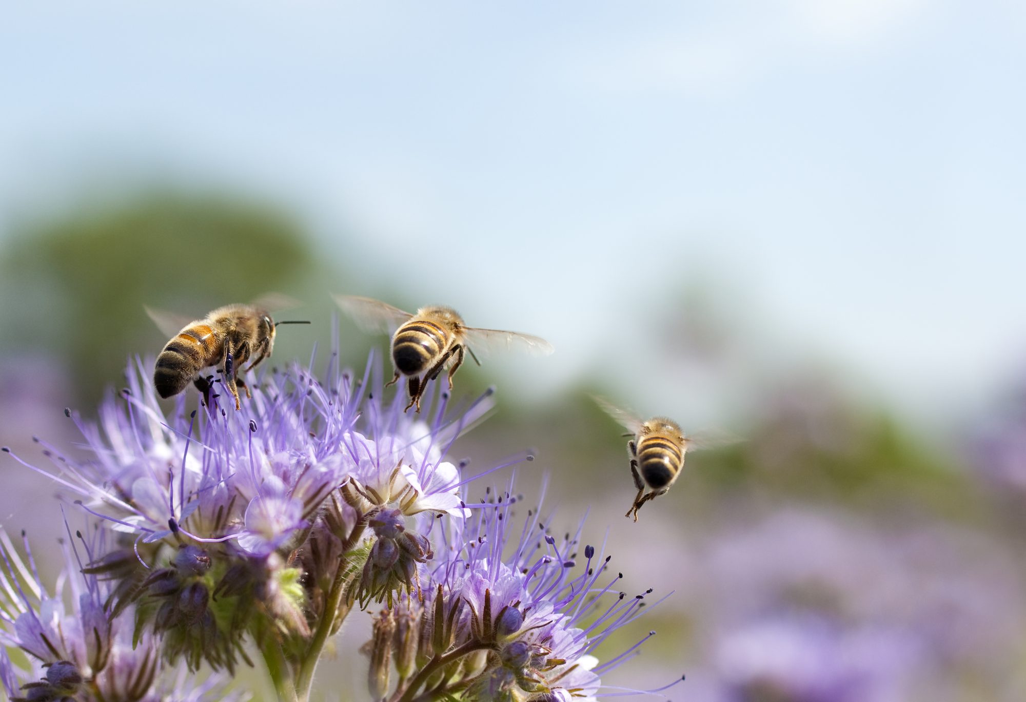 Bees on Summer Phacelia