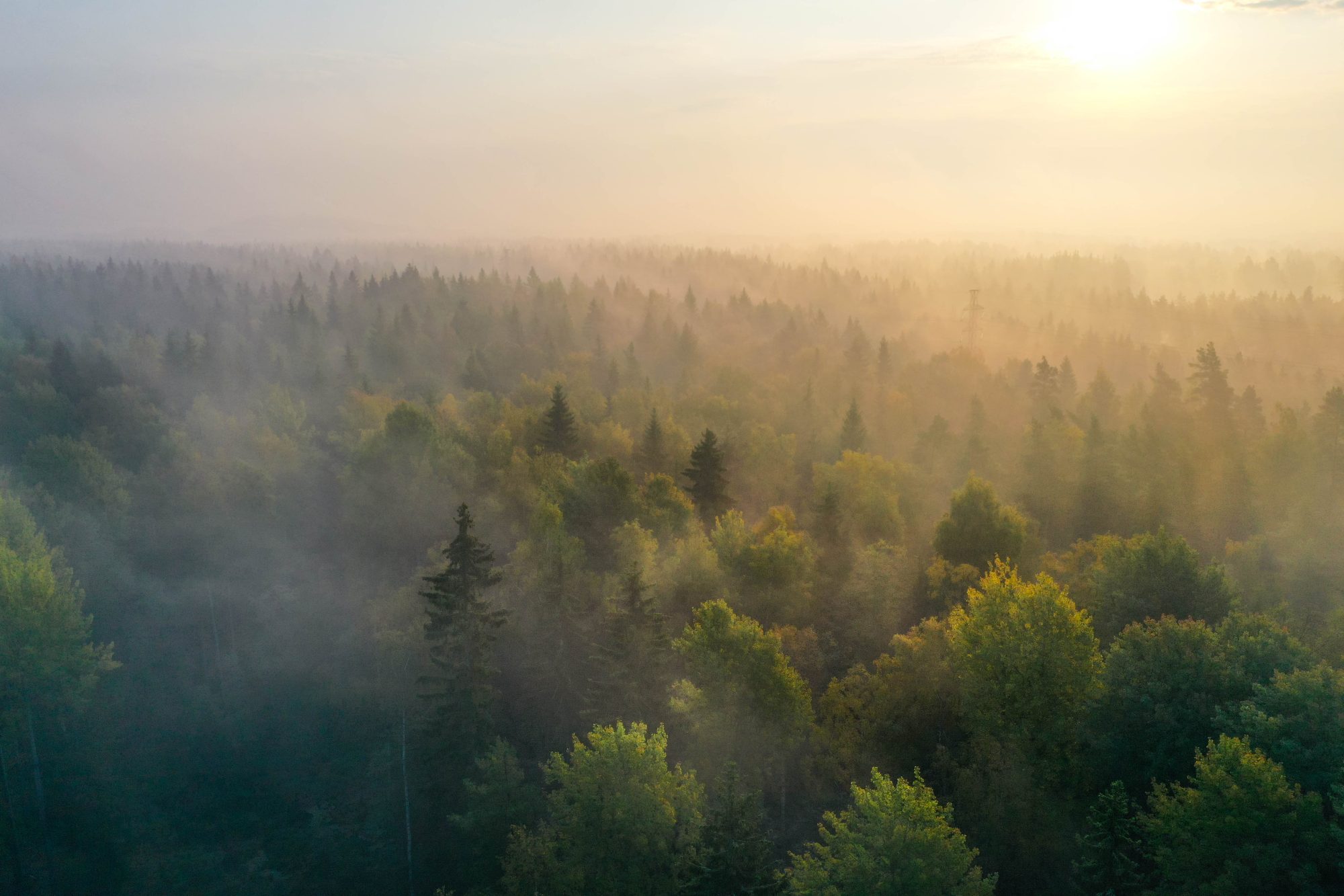 Misty Forest Dawn