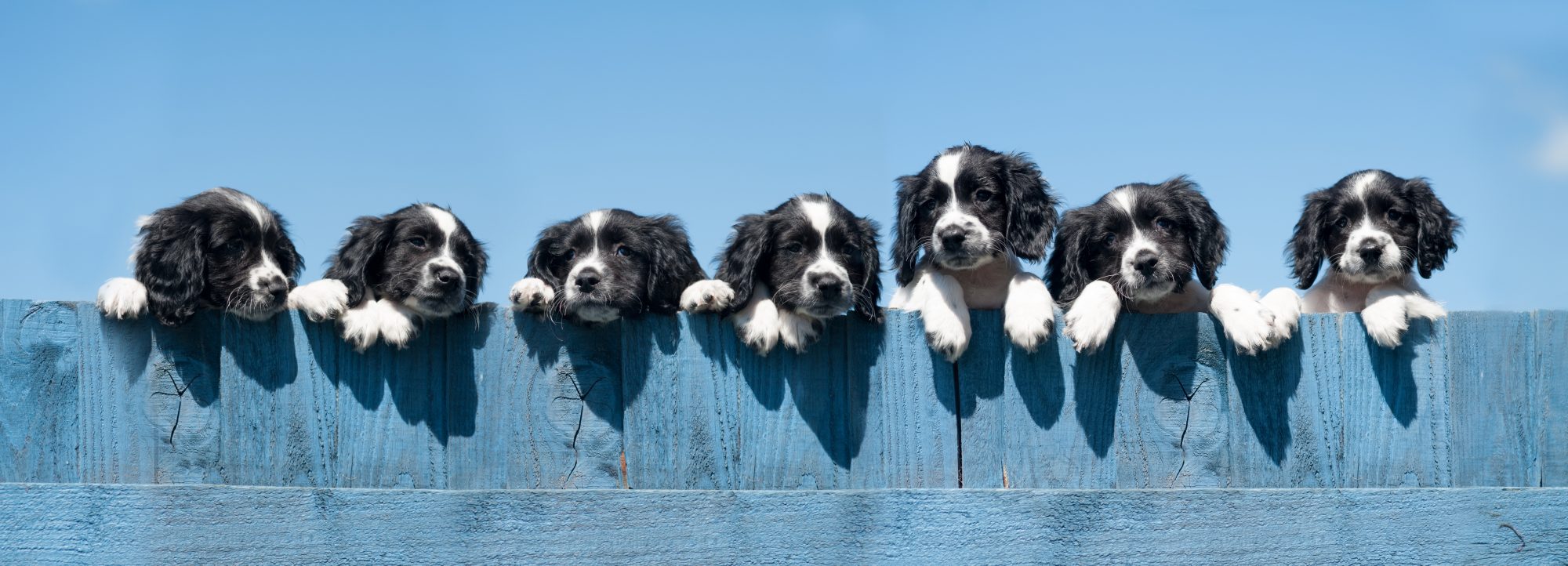 Spaniel Puppies