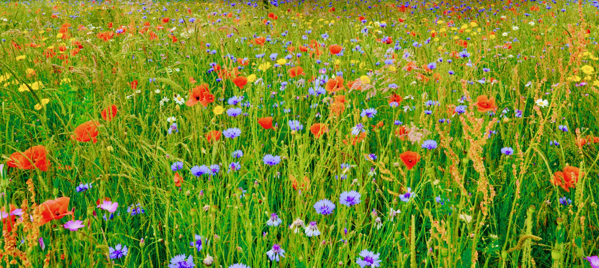 Wildflower Meadow