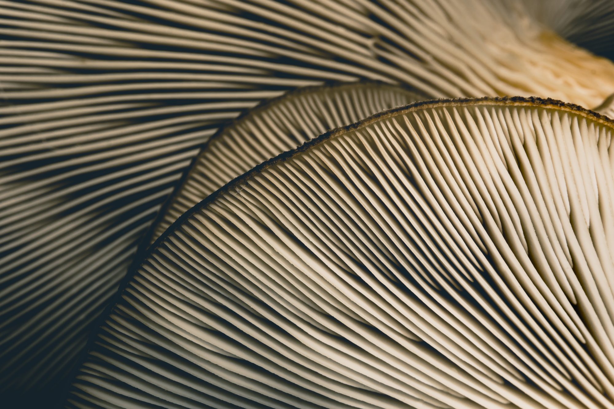 Mushroom Gills