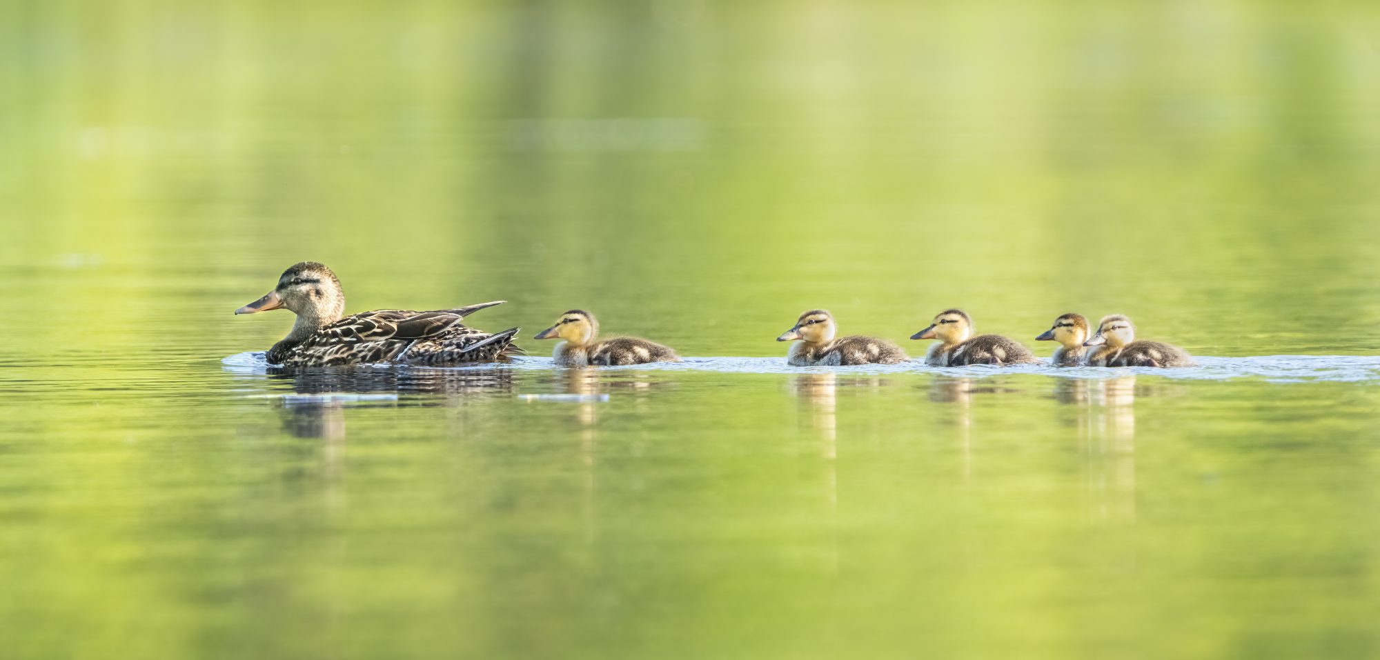 Mallard & Ducklings