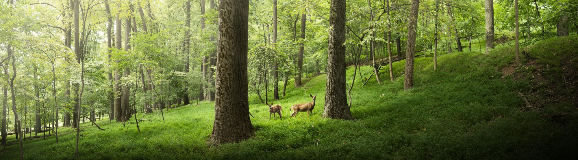 Woodland Deer Panorama