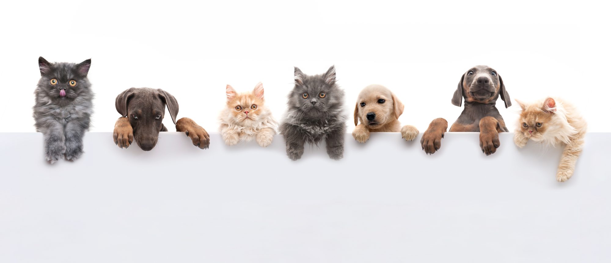 Peeking Kittens & Puppies