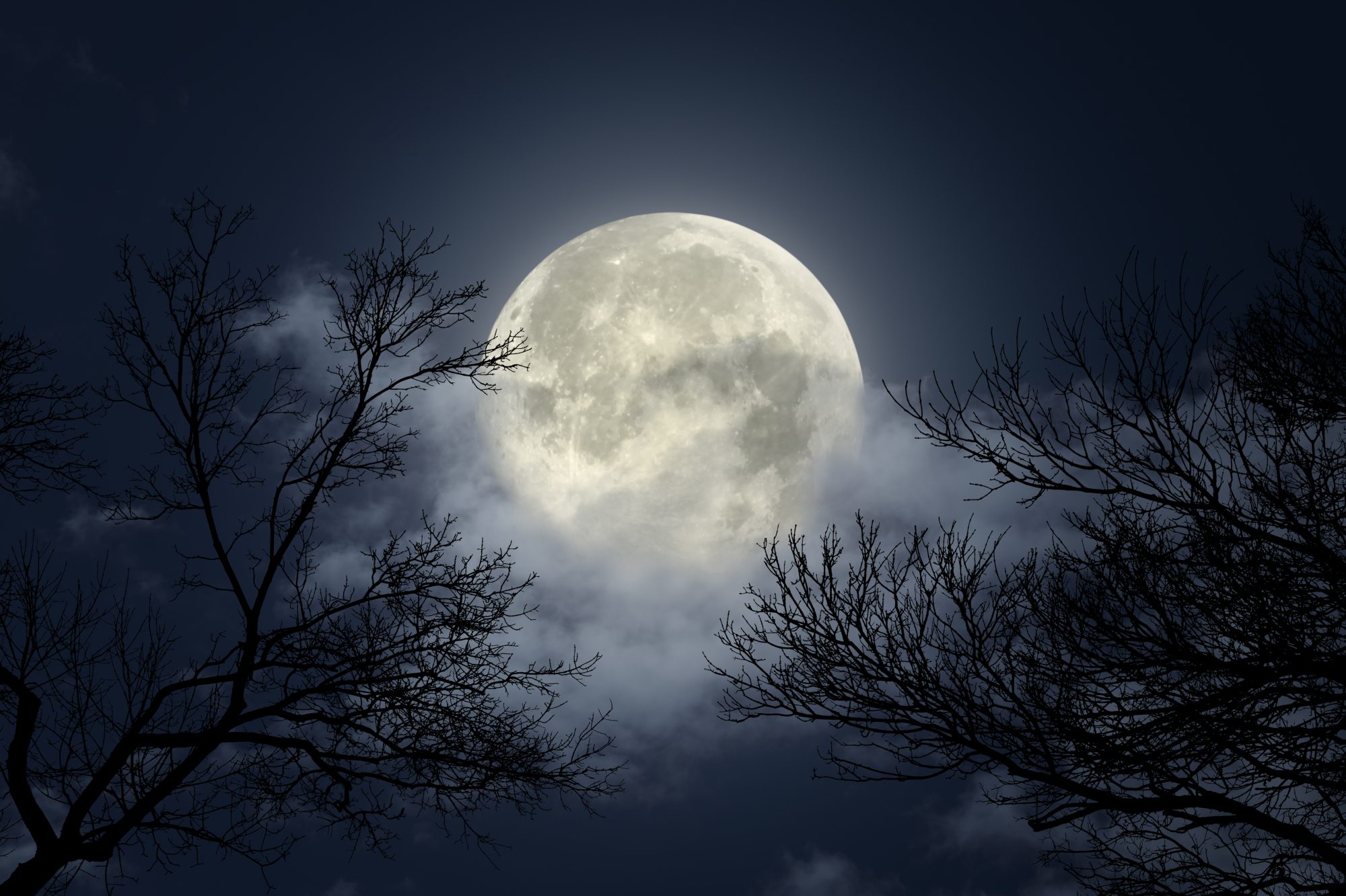 Moon Through the Branches