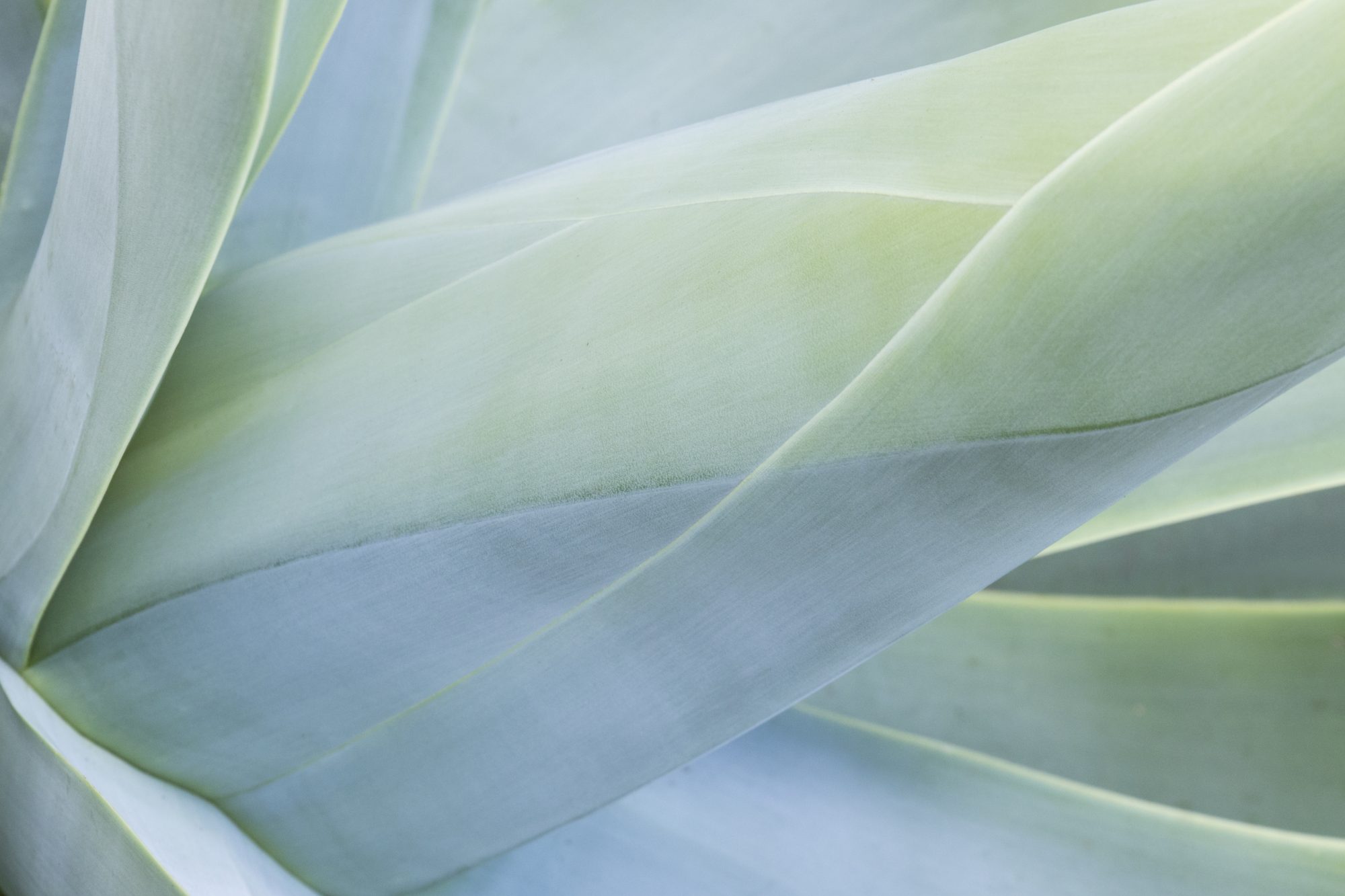 Agave Abstract