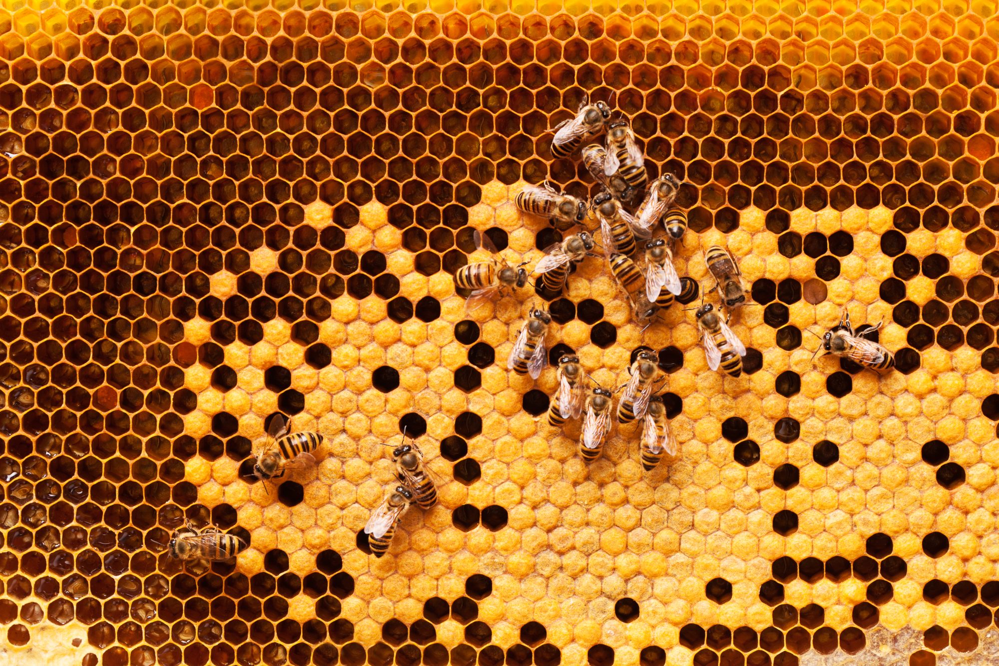 Honeycomb & Bees