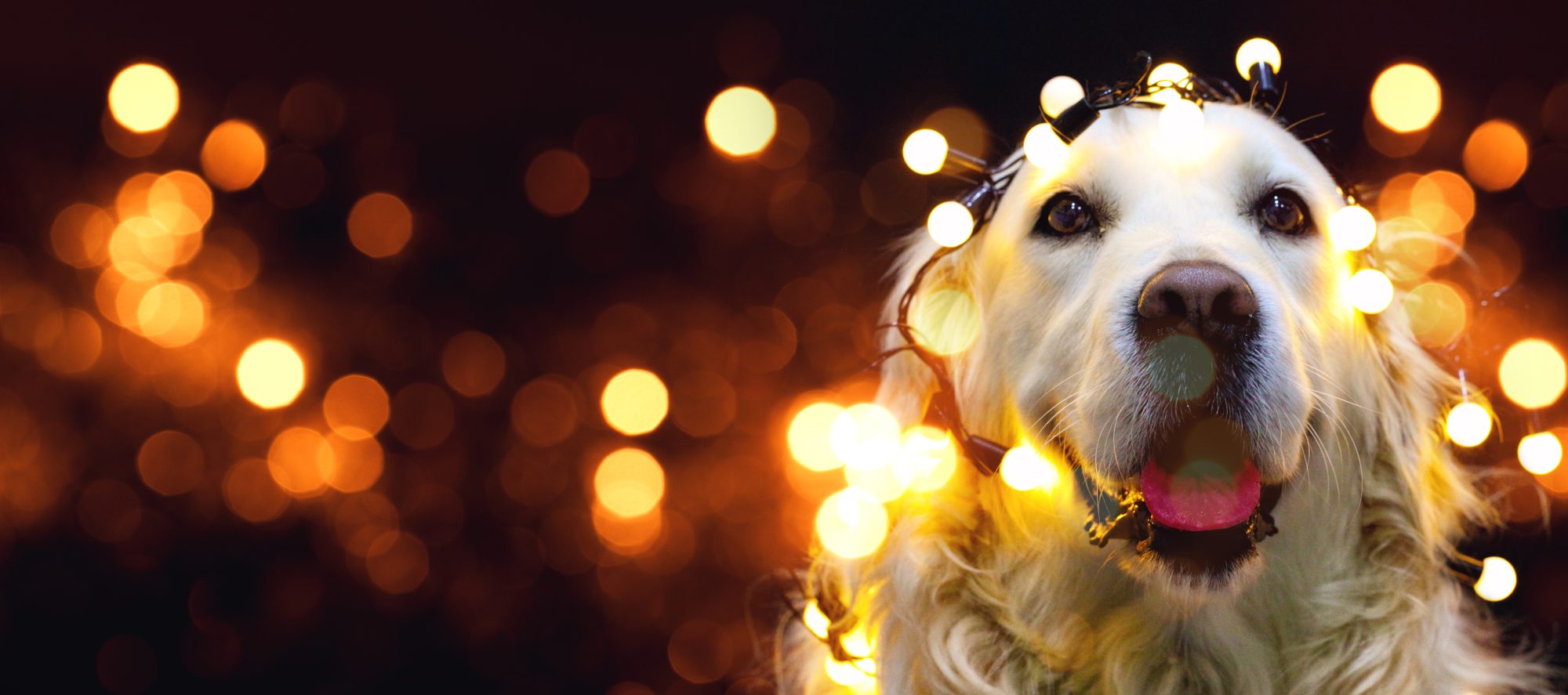 Festive Golden Retriever
