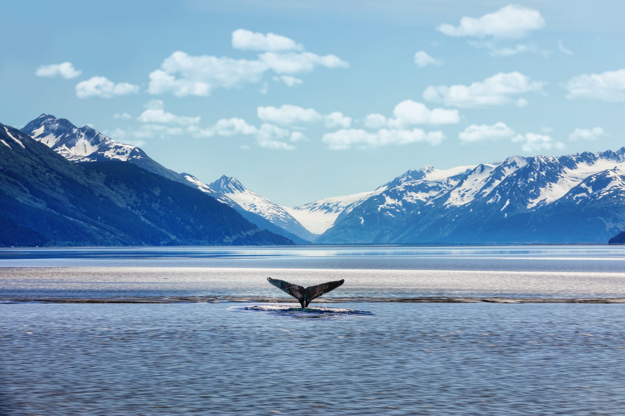 Alaskan Whale Tail