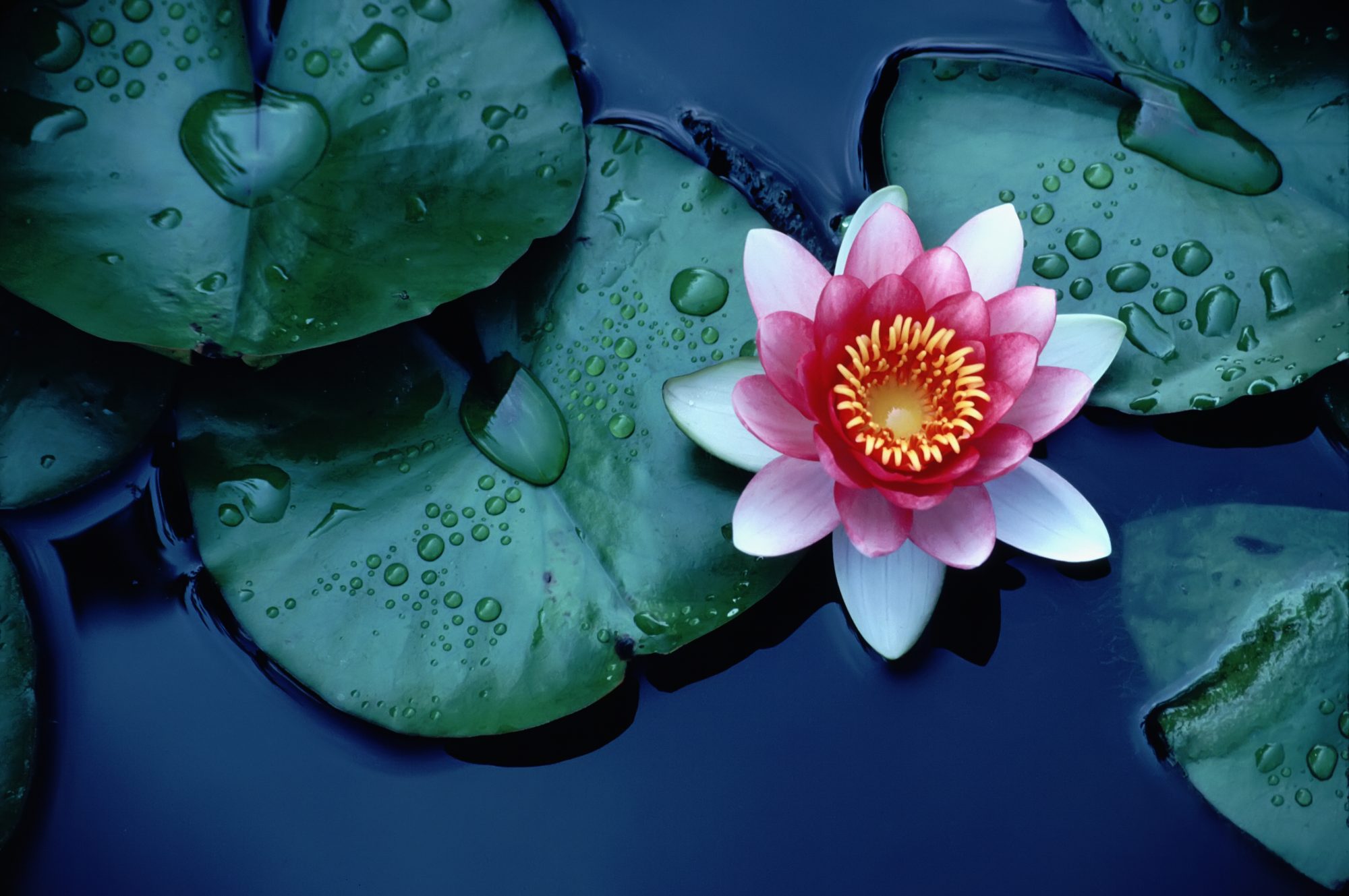 Waterlily Serenity