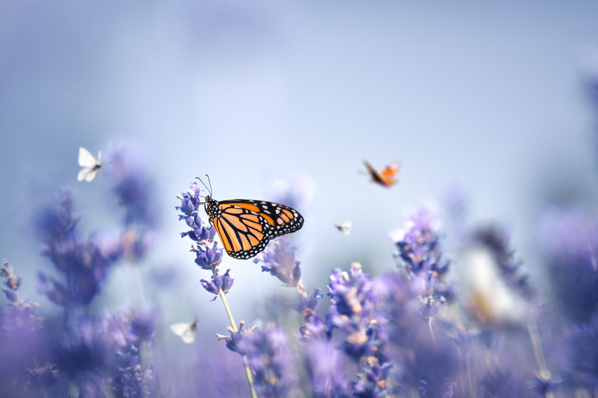 Lavender Butterfly