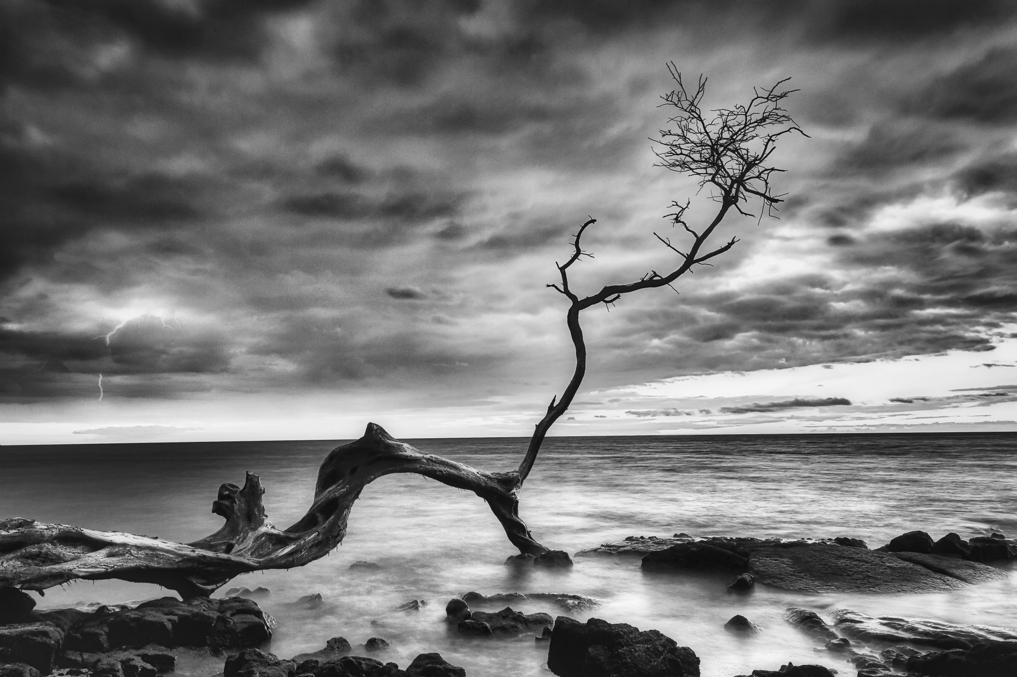 Storm Tree
