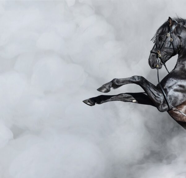 Black horse