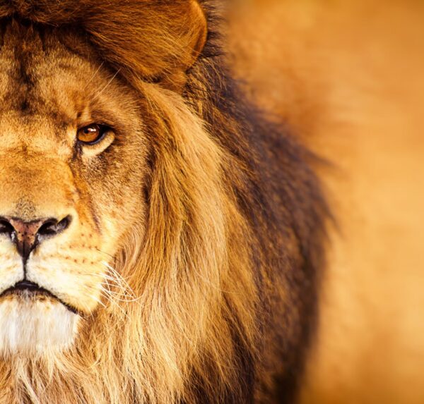 Lion Wallpaper for bedroom
