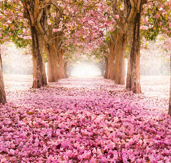 A beautiful pathway with flowering trees and pink petals, perfect for calming, floral-inspired decor themes and enhancing interiors with natural beauty.