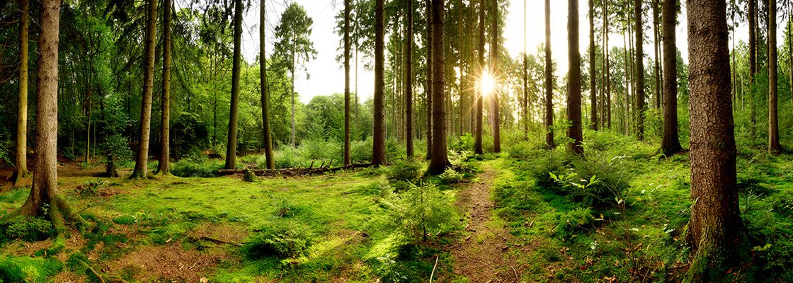 Beautiful Forest Sunrise