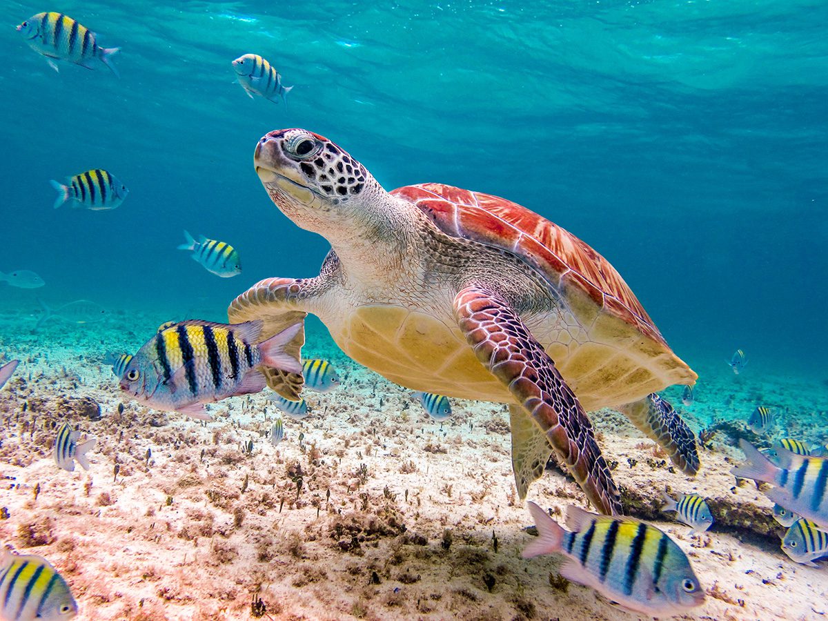 Majestic Sea Turtle Swimming Amidst Vibrant Coral Reefs
