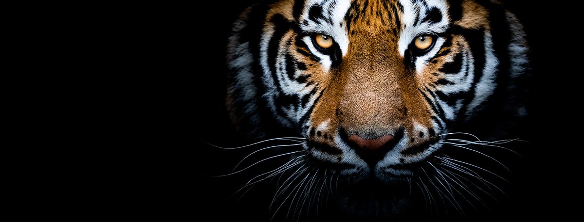 Mesmerizing Tiger Face