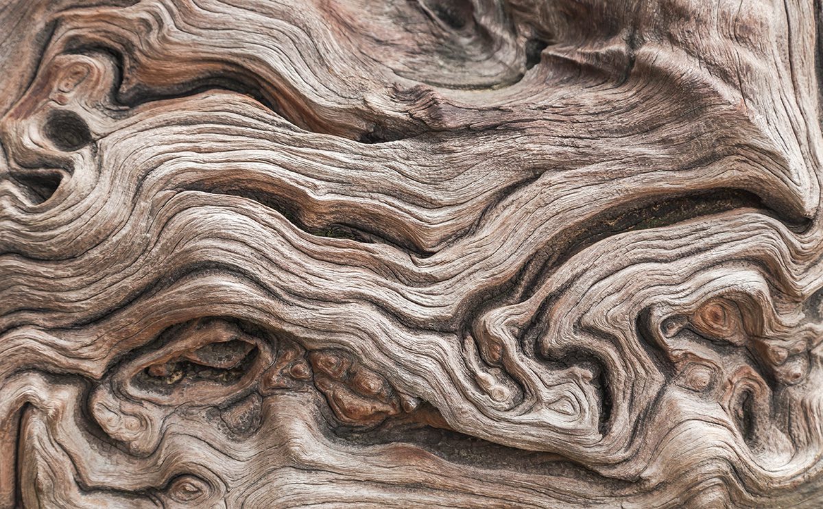 Timeless Aged Tree Trunk